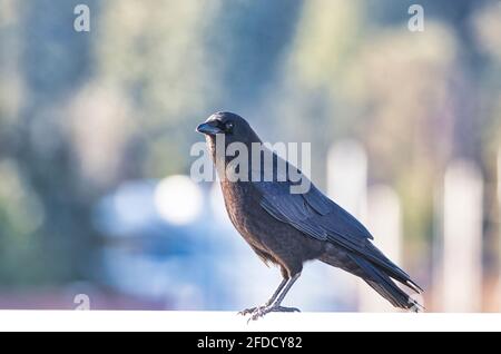 Un corbeau debout sur un espace de copie blanc Banque D'Images