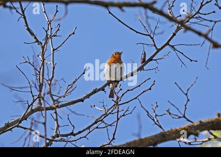 Un robin s'assoit sur un arbre et accueille le printemps avec une chanson. Banque D'Images