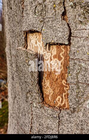 L'écorce sort d'un vieux arbre et sous vous pouvez voir les canaux d'une chenille, qui ressemblent à une carte du Trésor. Banque D'Images