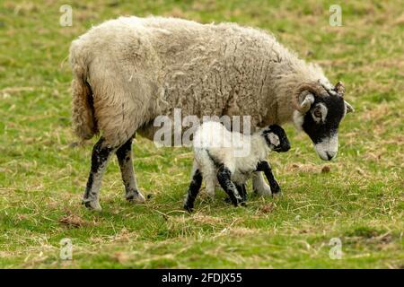 Mouton de Swaledale. Un agneau nouvellement né, encore mouillé dès la naissance, lutte pour la première fois à ses pieds, et se déroute de sa mère. Mouton de Swaledale Banque D'Images