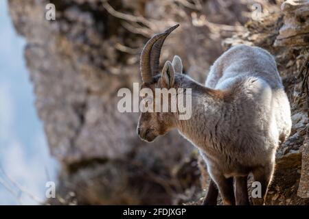 Alpine ibex Capra ibex sur les rochers. Il est également connu sous le nom de steinbock ou bouquetin. Banque D'Images