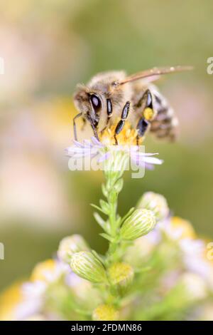 Bee - APIS mellifera - pollinise un aster de heath blanc Ou oster de gel - Symphyotrichum ericoides Banque D'Images