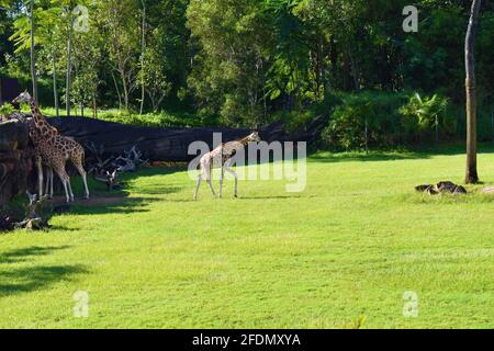 Deux girafes et Giraffe Calf in the Wild Banque D'Images