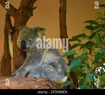 Koala dormir dans l'arbre Banque D'Images