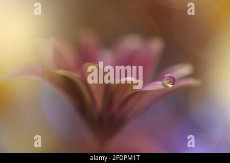 Magnifique nature arrière-plan.Floral Art Design.Abstract Macro Photography.Violet Daisy Flower.Yellow Background.Creative Artistic Wallpaper.Water Drop. Banque D'Images