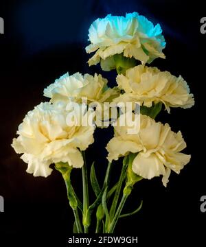 gros plan sur la couleur beige de la carnation Banque D'Images