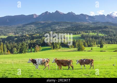 Trois vaches au gingembre dans un pâturage au pied des montagnes Bielskie Tatras à Lapszanka, Pologne Banque D'Images