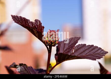 jeunes feuilles brillantes d'une plante bladdermoort sur un chaud jour d'été ensoleillé Banque D'Images