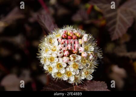 Jeunes fleurs blanches brillantes de la plante bladdermoort Vinegolifolia on un arrière-plan de feuillage vert lors d'un été chaud et ensoleillé jour Banque D'Images