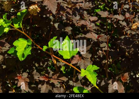 jeunes feuilles brillantes d'une plante bladdermoort sur un chaud jour d'été ensoleillé Banque D'Images