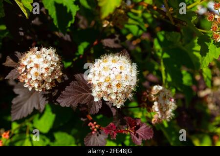 Jeunes fleurs blanches brillantes de la plante bladdermoort Vinegolifolia on un arrière-plan de feuillage vert lors d'un été chaud et ensoleillé jour Banque D'Images