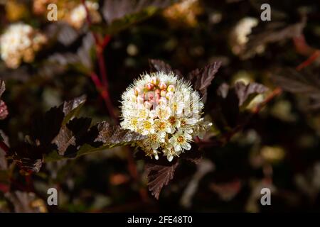 Jeunes fleurs blanches brillantes de la plante bladdermoort Vinegolifolia on un arrière-plan de feuillage vert lors d'un été chaud et ensoleillé jour Banque D'Images