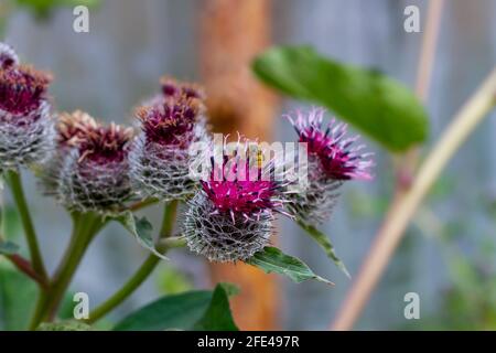 bourdonnement de la famille des astrocytes avec de jeunes bourgeons fleuris sur fond de verdure lors d'une journée ensoleillée d'été. l'abeille recueille le pollen Banque D'Images