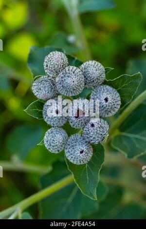 terrier de la famille des astrocytes avec de jeunes bourgeons fleuris sur fond de verdure lors d'une journée ensoleillée d'été. dans la prairie Banque D'Images