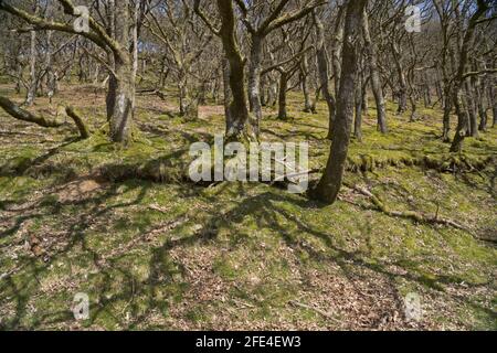 Sentier de la vallée d'Elan avec réservoirs de l'époque victorienne et panneaux bilingues En gallois/anglais à Powys, pays de Galles, Royaume-Uni Banque D'Images