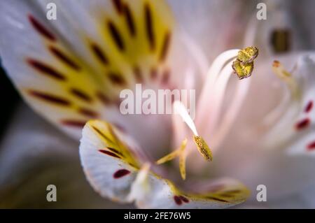 Alstroemeria fleur de Virginie gros plan. Alstroemeria blanc. Banque D'Images