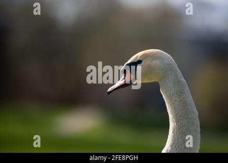 le portrait d'un cygne blanc est isolé sur un arrière-plan flou. gros plan. Portrait d'animal Banque D'Images