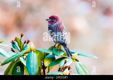 Maison de sexe masculin finch perchée sur un buisson de rhododendron. Banque D'Images