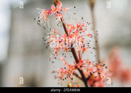 un bourgeons roses sur une branche pousse au printemps Banque D'Images