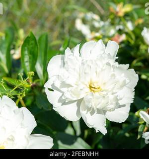 grandes fleurs de pivoines blanches en terre gros plan. Banque D'Images