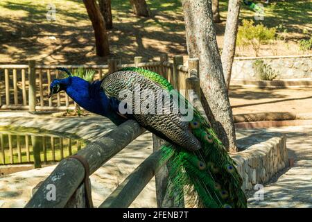 Peacock se tenait sur une clôture, dans un parc espagnol Banque D'Images