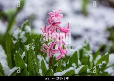 Le jacinthus rose fleurira au printemps sous la neige Banque D'Images