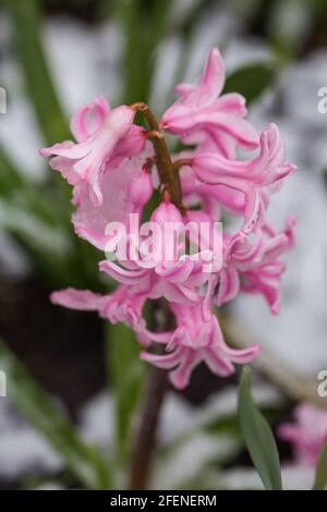 Le jacinthus rose fleurira au printemps sous la neige Banque D'Images