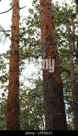 les écorces d'arbre s'écaillage en raison d'une maladie affectant le végétation forestière Banque D'Images