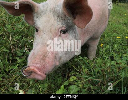cochon gras avec un anneau de nez et en regardant au appareil photo Banque D'Images