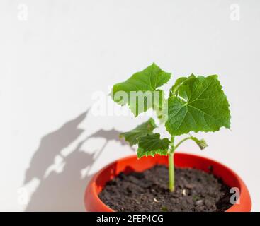 Une jeune plantule de concombre dans un pot sur fond blanc. Banque D'Images