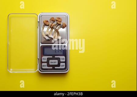 Microdosage psychédélique. Séchez les champignons psilocybine et la calculatrice sur fond bleu vif. Concept de micro-dosage. Banque D'Images