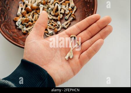 Champignons psilocybine dans la main de l'homme, fond brun. Magie psychédélique Golden Teacher champignons. Usage médical. Concept de microdosage. Banque D'Images