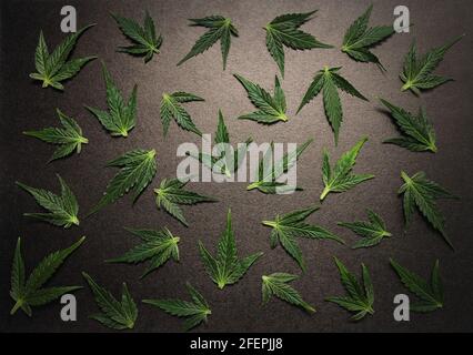 Feuilles de cannabis, modèle de marijuana isolé sur fond noir. Médecine à base de plantes. Chanvre récréation, concept de légalisation. Banque D'Images