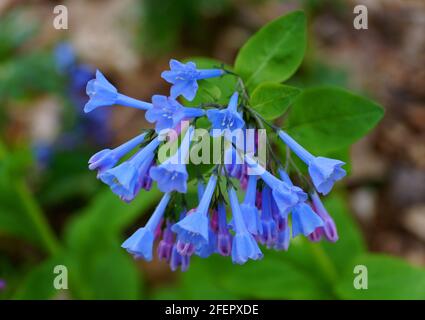 Gros plan sur la couleur étonnante de la fleur Virginia Bluebells En pleine floraison au printemps Banque D'Images