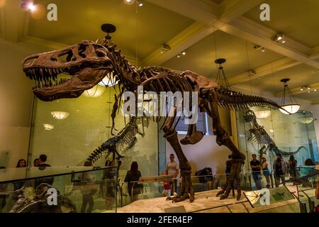 Squelette de Tyrannosaurus rex (T-rex) au Musée américain d'Histoire naturelle Banque D'Images