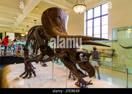 Squelette de Triceratops au Musée américain d'Histoire naturelle de New York Banque D'Images