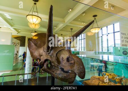 Crâne de Triceratops au Musée américain d'Histoire naturelle Banque D'Images