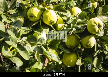 Quince on branch. Organic quince ripe on branch in fall season. Stock Photo