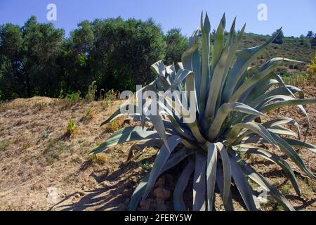 Grande plante succulente (Aloe Vera) et paysage égéé capturé en Turquie. Plantes et arbres sauvages lors d'une journée ensoleillée d'été. Banque D'Images