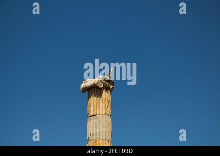 Vue rapprochée d'une cigogne au sommet d'une ancienne colonne historique avec un fond ciel bleu clair au sanctuaire grec sur la côte d'Ionia appelé 'Claro Banque D'Images