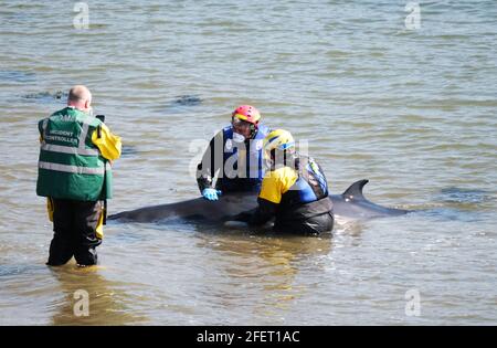 Dalgety Bay, Fife Scotland, Royaume-Uni. 24 avril 2021 : les membres de la Marine Life Rescue and Coastguard Search and Rescue de British divers tentent de sauver une petite baleine à St Davids Harbour, Dalgety Bay, Fife, Écosse, Royaume-Uni. Écosse Royaume-Uni. Crédit : Ian Rutherford/Alay Live News. Banque D'Images