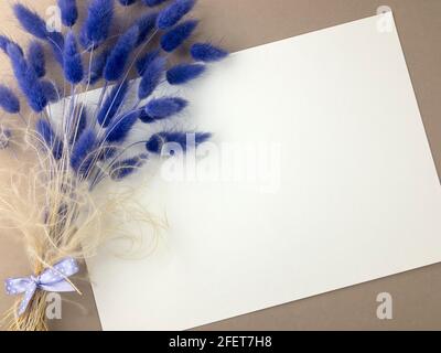 Bouquet d'herbe de Lagurus de couleur lavande avec carte de vœux blanche vierge. Bouquet de queues de lapin séchées, plat, espace de copie Banque D'Images