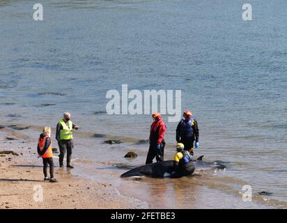 Dalgety Bay, Fife Scotland, Royaume-Uni. 24 avril 2021 : les membres de la Marine Life Rescue and Coastguard Search and Rescue de British divers tentent de sauver une petite baleine à St Davids Harbour, Dalgety Bay, Fife, Écosse, Royaume-Uni. Écosse Royaume-Uni. Crédit : Ian Rutherford/Alay Live News. Banque D'Images