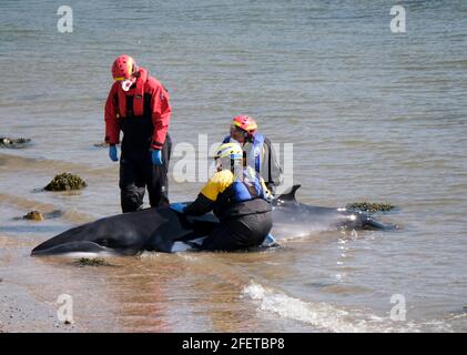 Dalgety Bay, Fife Scotland, Royaume-Uni. 24 avril 2021 : les membres de la Marine Life Rescue and Coastguard Search and Rescue de British divers tentent de sauver une petite baleine à St Davids Harbour, Dalgety Bay, Fife, Écosse, Royaume-Uni. Écosse Royaume-Uni. Crédit : Ian Rutherford/Alay Live News. Banque D'Images