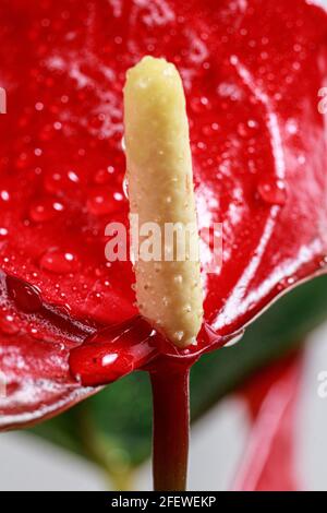 Rouge Anthurium fleur macro gros plan vertical photo. Plantes de maison pour fleuriste. Superbe économiseur d'écran pour votre téléphone. Banque D'Images