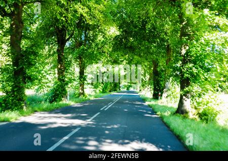 Avenue déserte et isolée. Les arbres dans toute leur splendeur sont à droite et à gauche de la route. Banque D'Images