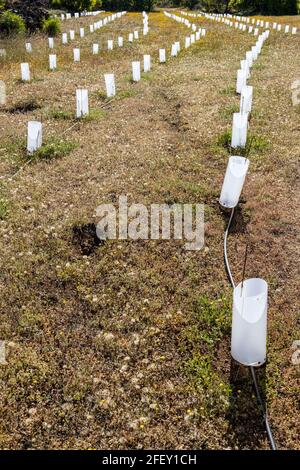 Protecteurs tubulaires en plastique blanc translucide autour des vignes nouvellement plantées à Santiago del Teide, Tenerife, Iles Canaries, Espagne Banque D'Images