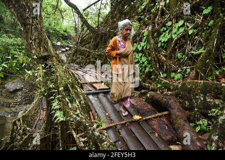 Un villageois marchant sur le pont à racine à double étage, dans le village de Nongriat, dans l'État indien du nord-est de Meghalaya, le 19 avril 2021. Les ponts racines vivants, créés par les membres de la tribu Khasi qui les ont cultivés à partir d'arbres en caoutchouc, sont indigènes de la région. Le pont racine à deux étages est le plus célèbre près de Cherapunji. Banque D'Images