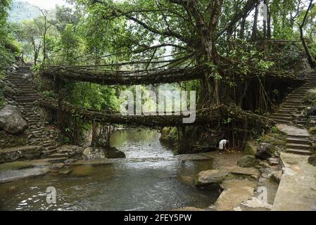 Une fille de khasi nettoyant le pont de racine vivant à double étage dans le village de Nongriat, le 19 avril 2021 à Meghalaya, Inde. Les ponts racines vivants, créés par les membres de la tribu Khasi qui les ont cultivés à partir d'arbres en caoutchouc, sont indigènes de la région. Le pont racine à deux étages est le plus célèbre près de Sohra. Banque D'Images