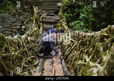 Les villageois sont occupés à entretenir le pont à racine vivante à double étage, dans le village de Nongriat, dans l'État indien du nord-est de Meghalaya. Les ponts racines vivants, créés par les membres de la tribu Khasi qui les ont cultivés à partir d'arbres en caoutchouc, sont indigènes de la région. Le pont racine à deux étages est le plus célèbre près de Sohra. Banque D'Images